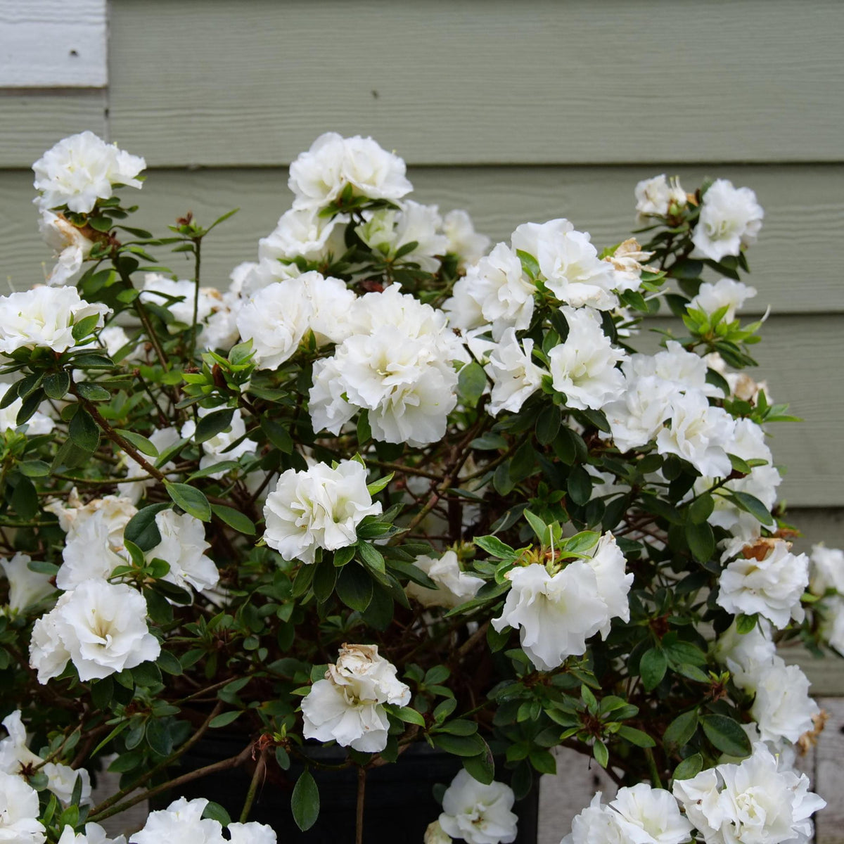 White reblooming azalea in a nursery pot