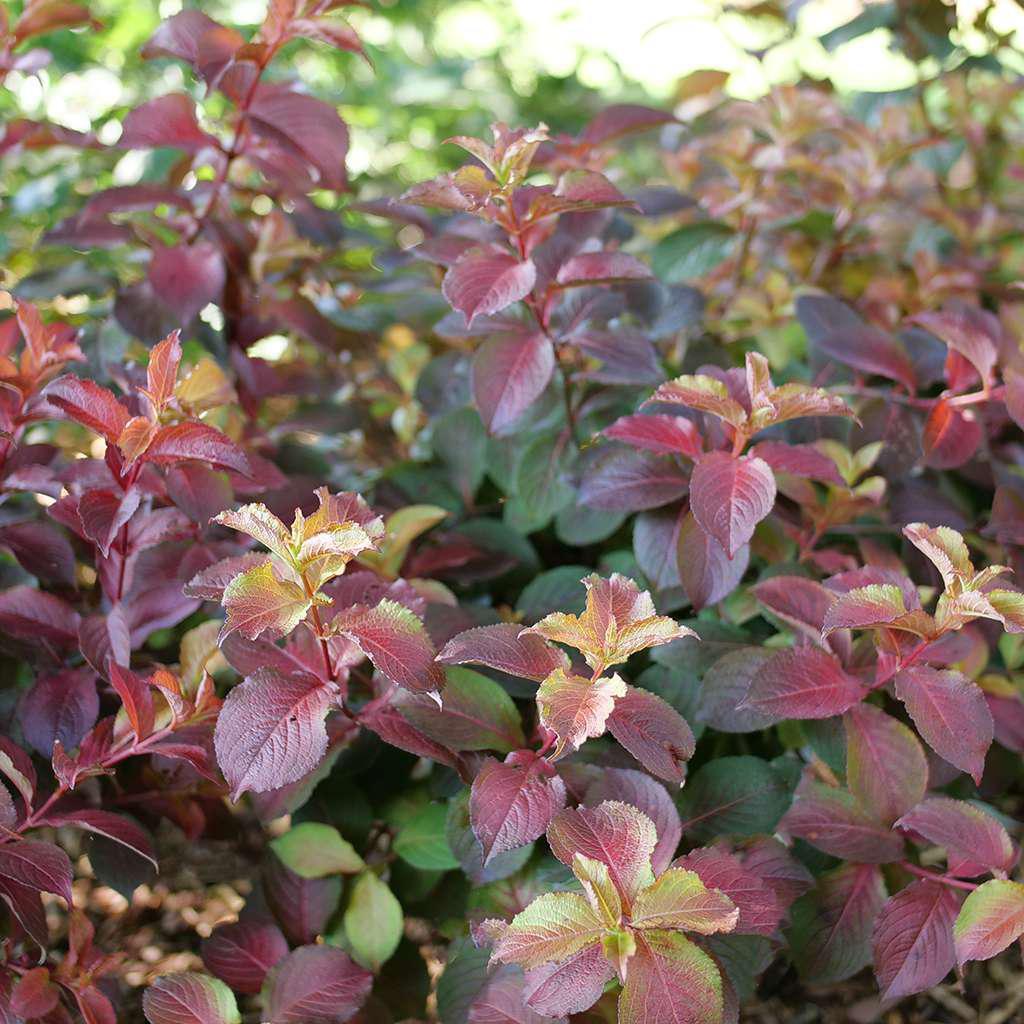 Midnight Sun weigela in a nursery pot with green foliage