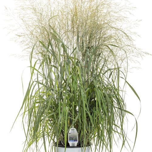 Prairie Winds Niagara Falls switchgrass in a pot