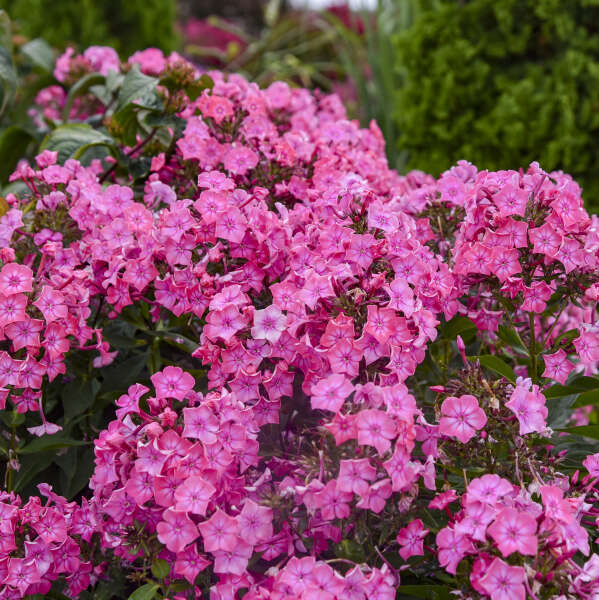 LUMINARY® Phlox paniculata 'Pink Lightning' | Proven Winners