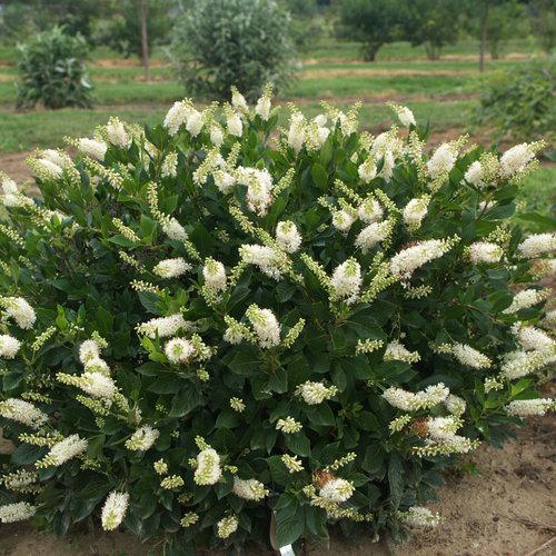 Sugartina Crystalina summersweet in a nursery pot