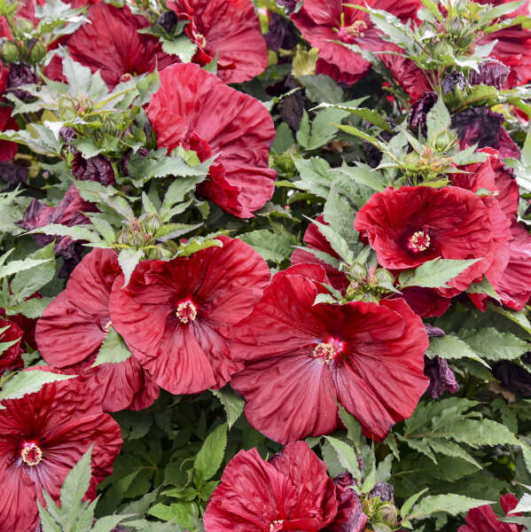'Blackberry Merlot' Hibiscus | Creekside Champions™