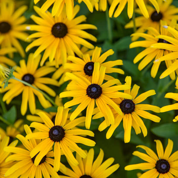 Rudbeckia Treasure Trove in a pot with yellow flowers
