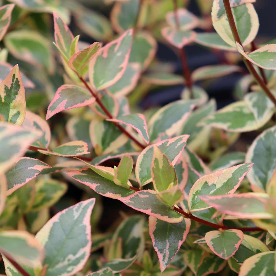 TRES AMIGOS™ abelia in a nursery pot