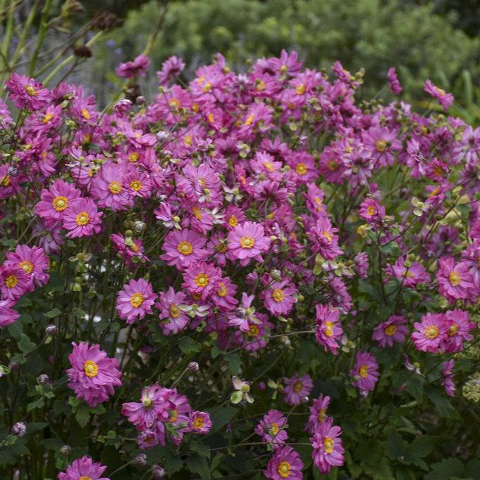 Anemone FALL IN LOVE® 'Sweetly' – Creekside Nursery, Inc