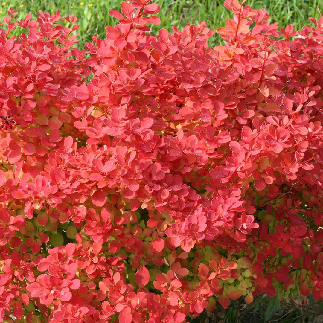 SUNJOY NEO® Barberry | Proven Winners® – Creekside Nursery, Inc