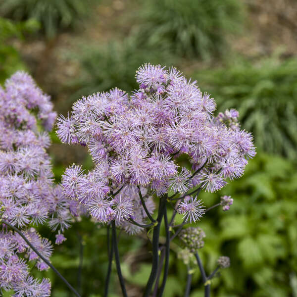 Thalictrum 'Cotton Candy' in bloom with airy pink flowers