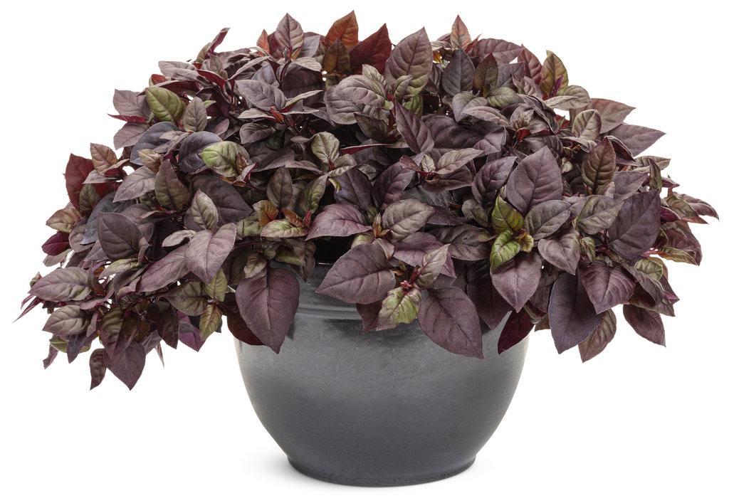 Plum Dandy Alternanthera in a nursery pot