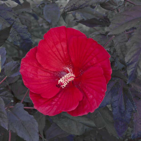 'Midnight Marvel' Hibiscus | Creekside Champions™