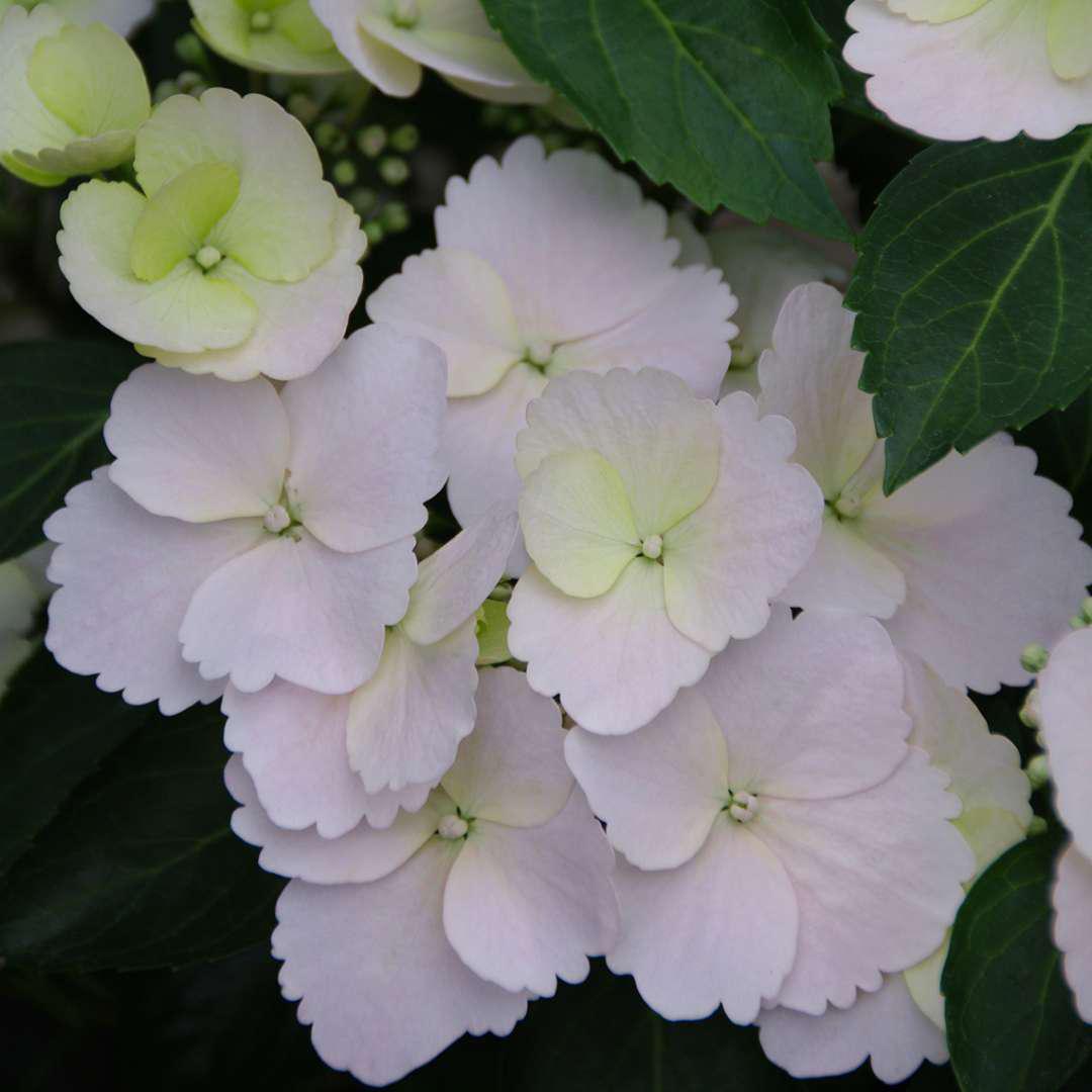 Fairytrail Bride cascade hydrangea with white blooms in a pot