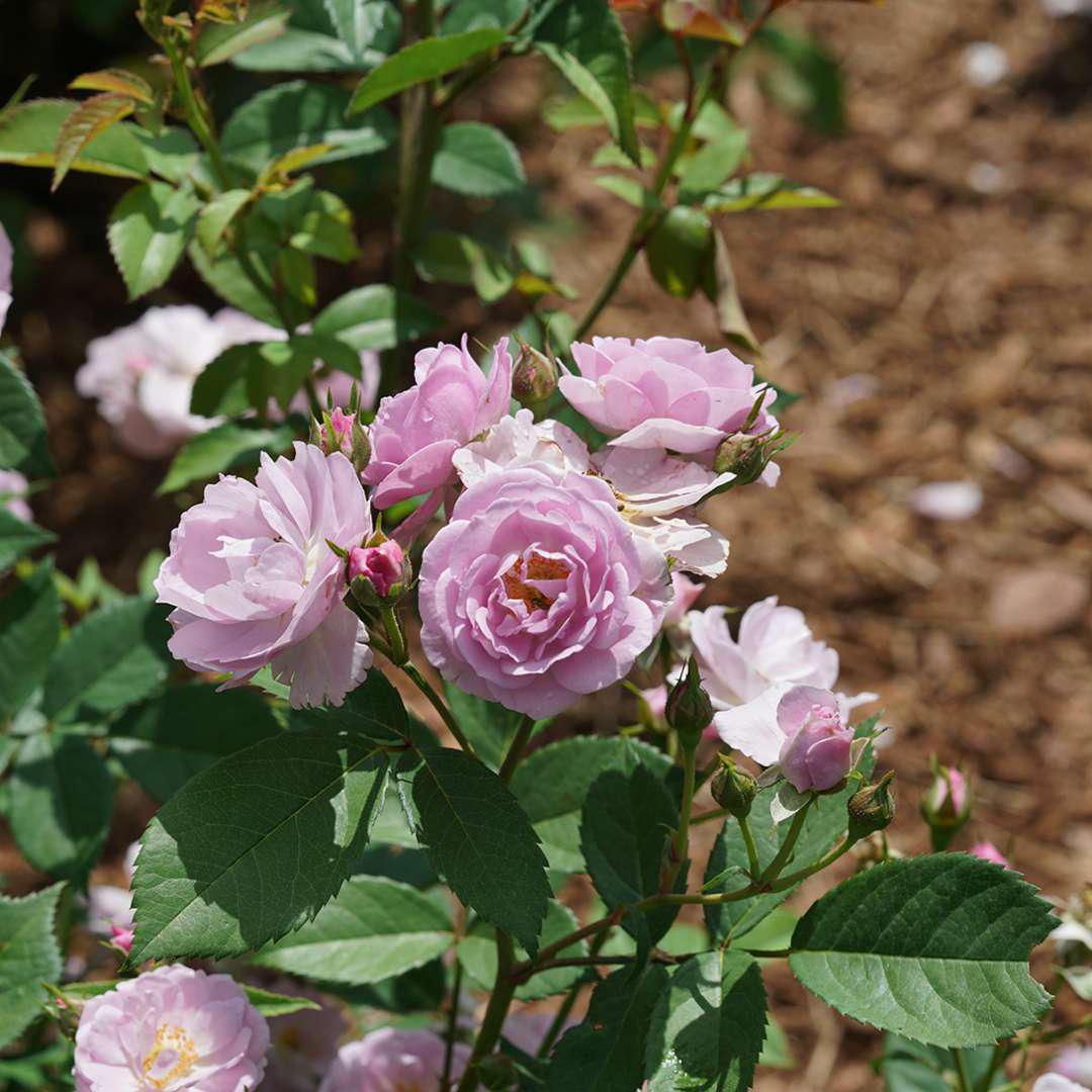 RISE UP LILAC DAYS™ rose with lilac-purple blooms