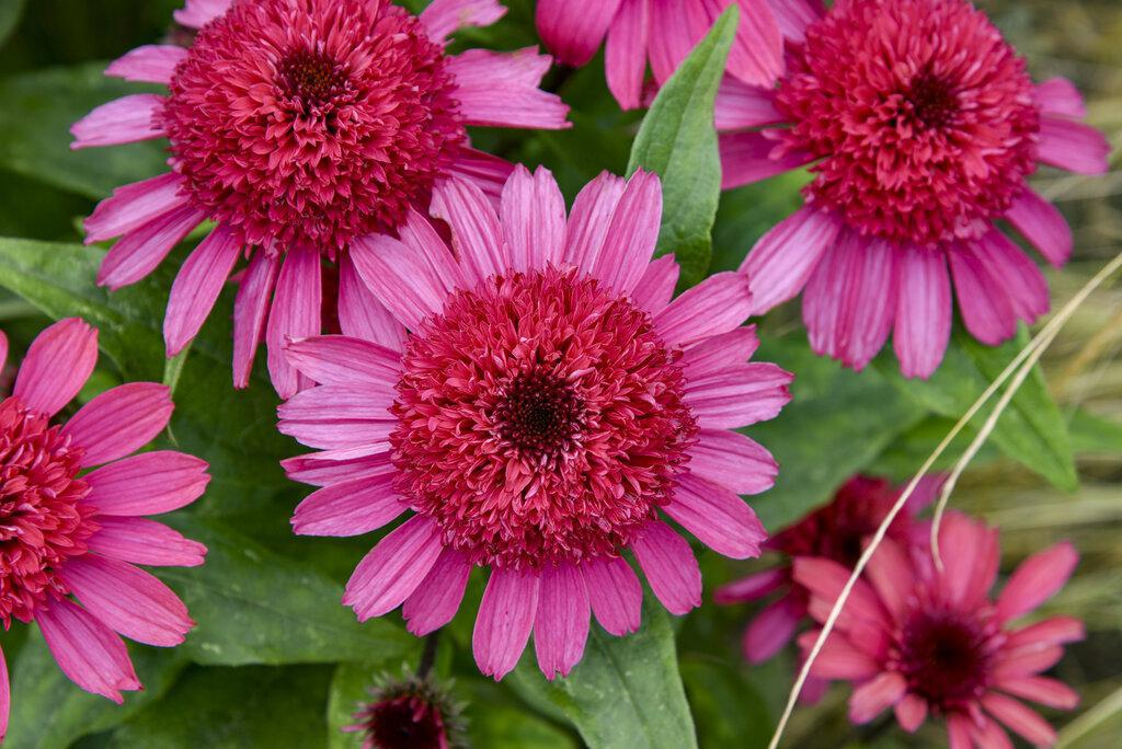 Echinacea 'Raspberry Beret' with pink blooms in a pot
