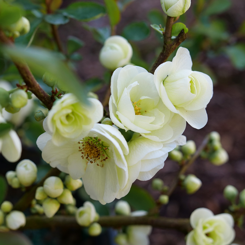 Double Take Eternal White quince with white blossoms in pot