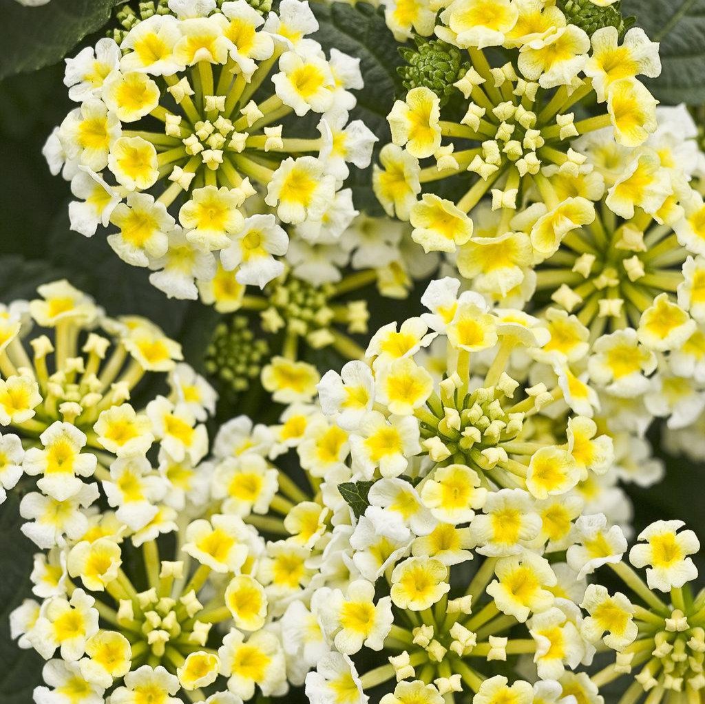 Lantana with creamy yellow flowers in a nursery pot