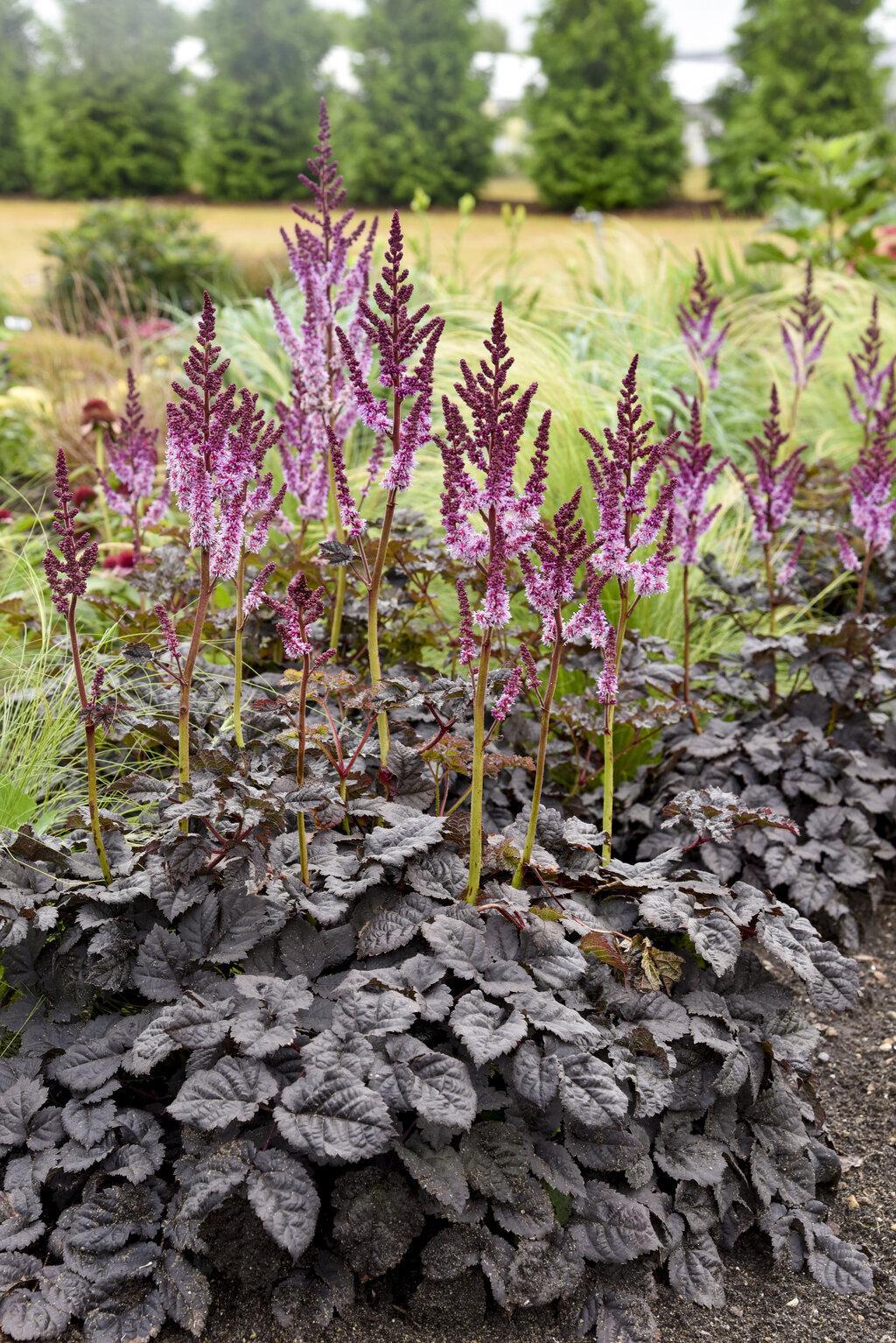 Astilbe 'Dark Side of the Moon' with dark foliage and pink blooms