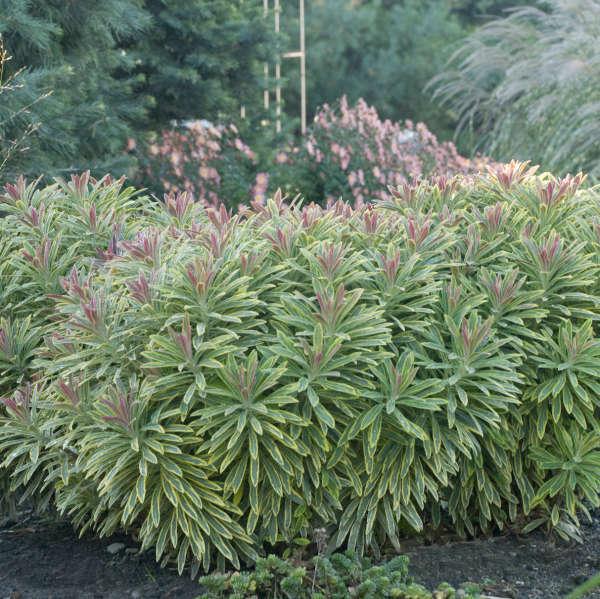 Ascot Rainbow euphorbia in a nursery pot
