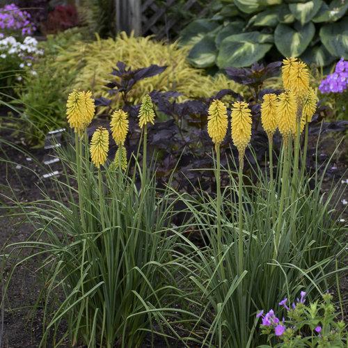 Pyromania Solar Flare kniphofia with orange flower spikes