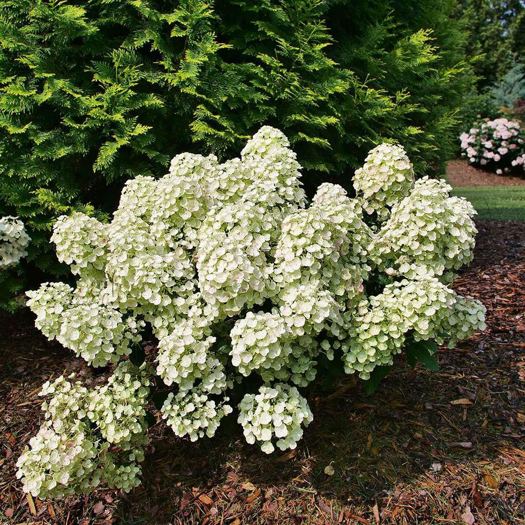 Tiny Quick Fire hydrangea with white flower clusters in pot