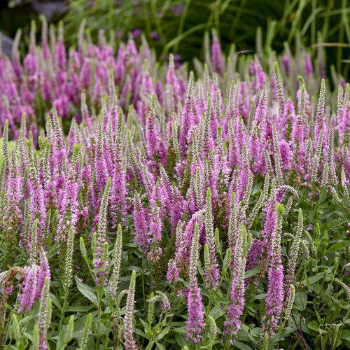 Veronica Magic Show® 'Pink Potion' | Proven Winners® – Creekside