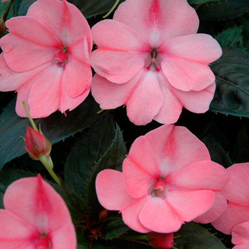 SunPatiens Compact Blush Pink impatiens in bloom in a pot