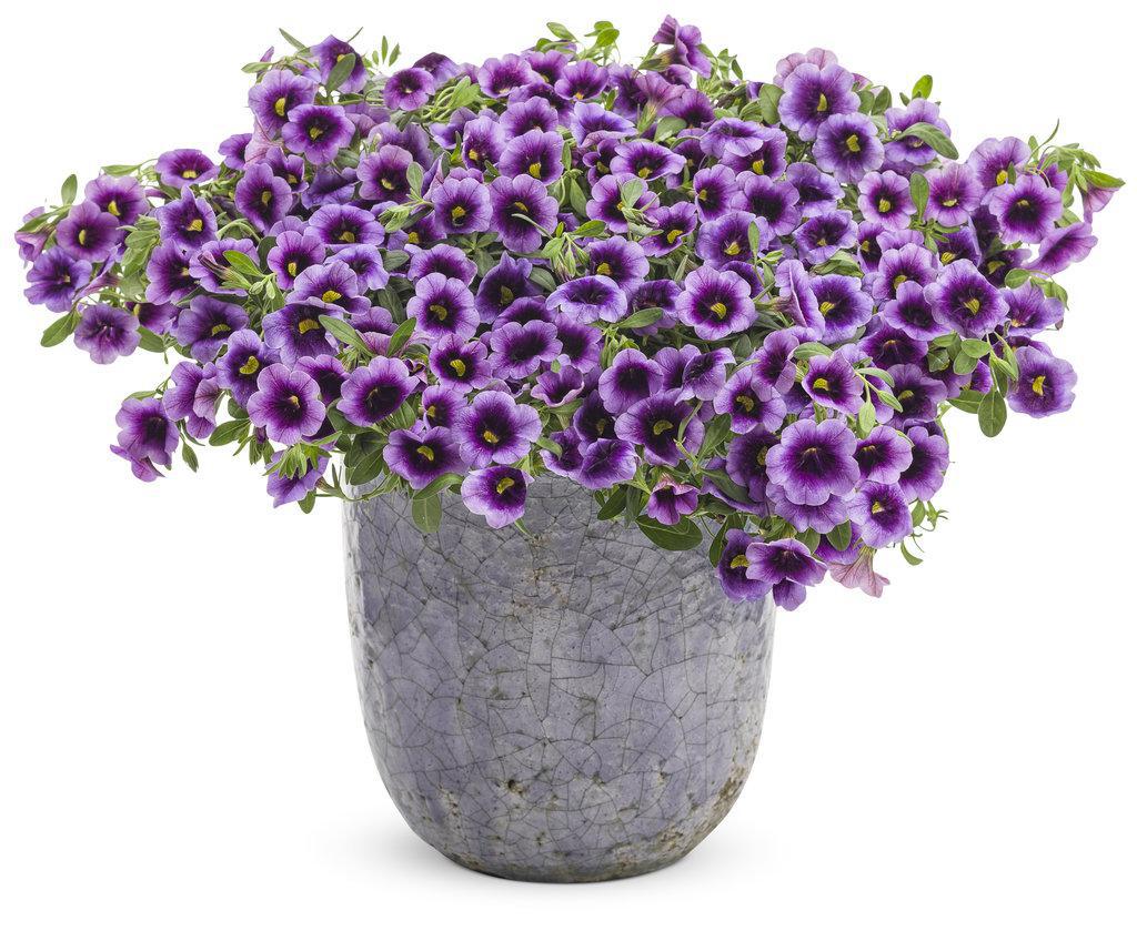 Superbells Blue Moon Punch calibrachoa with blue-purple blooms in pot