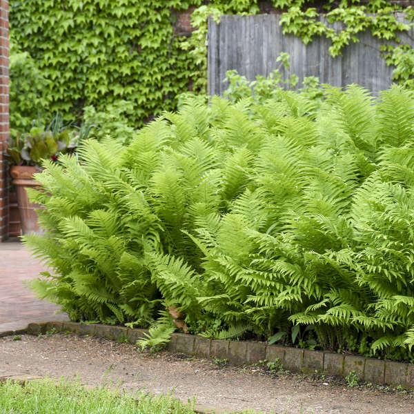 Ostrich fern in a nursery pot with feathery green fronds