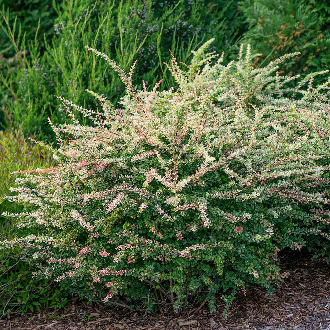 Sunjoy Sequins barberry in a nursery pot