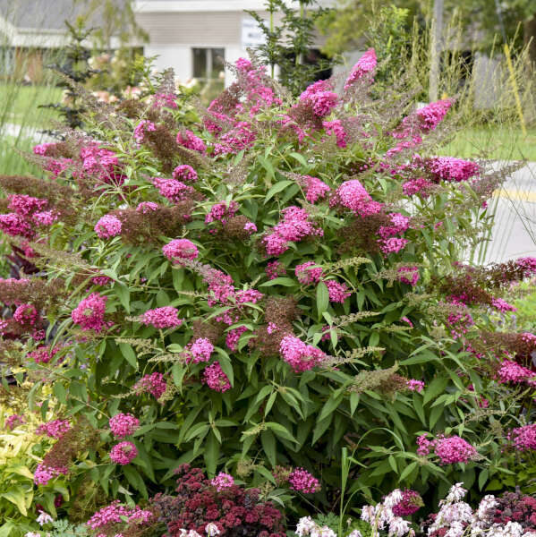 Cherry Royale' Monarch buddleia in a pot with blooms