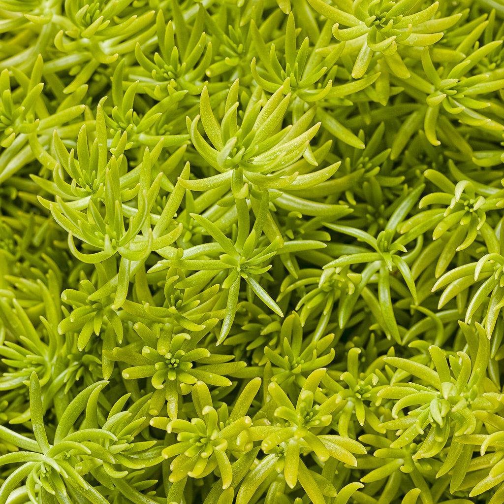 Lemon Coral sedum in a small nursery pot