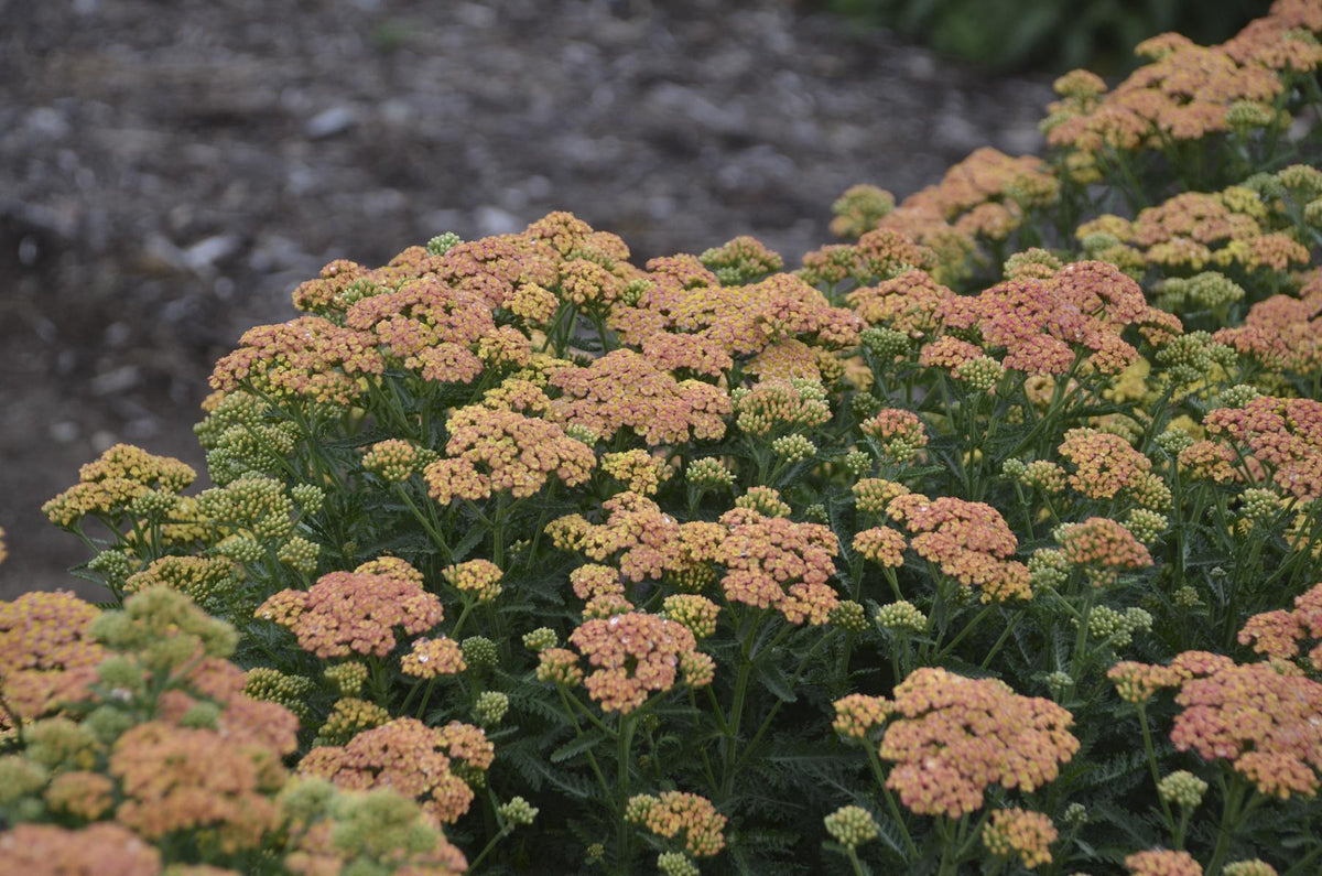 Achillea 'Firefly Peach Sky' with peach flowers in bloom