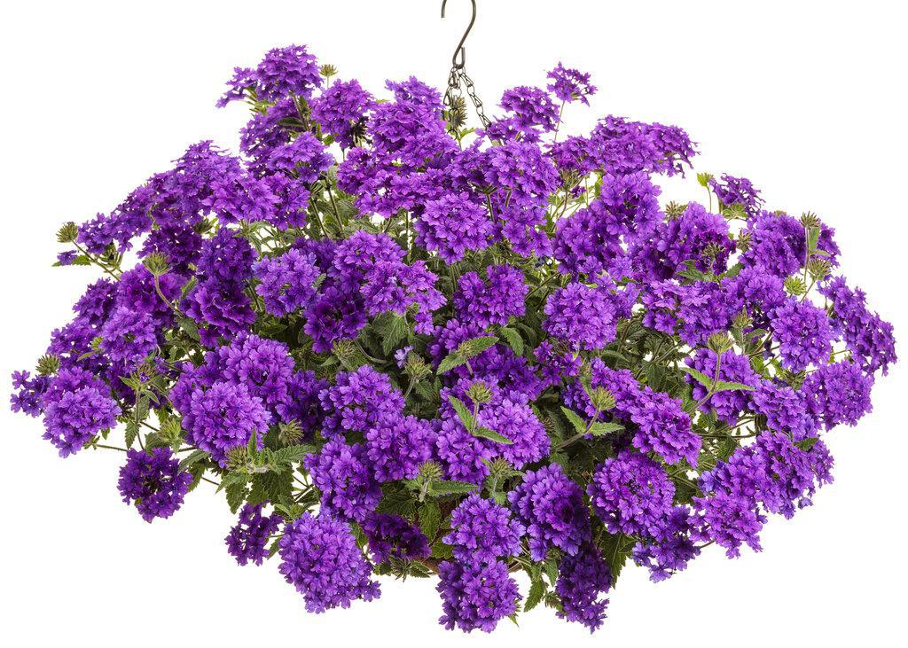 Purple Superbena verbena in a nursery pot