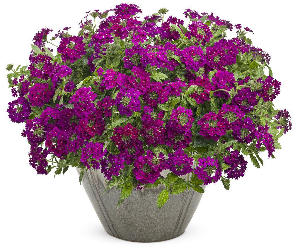 Superbena Royale Plum Wine verbena in a pot