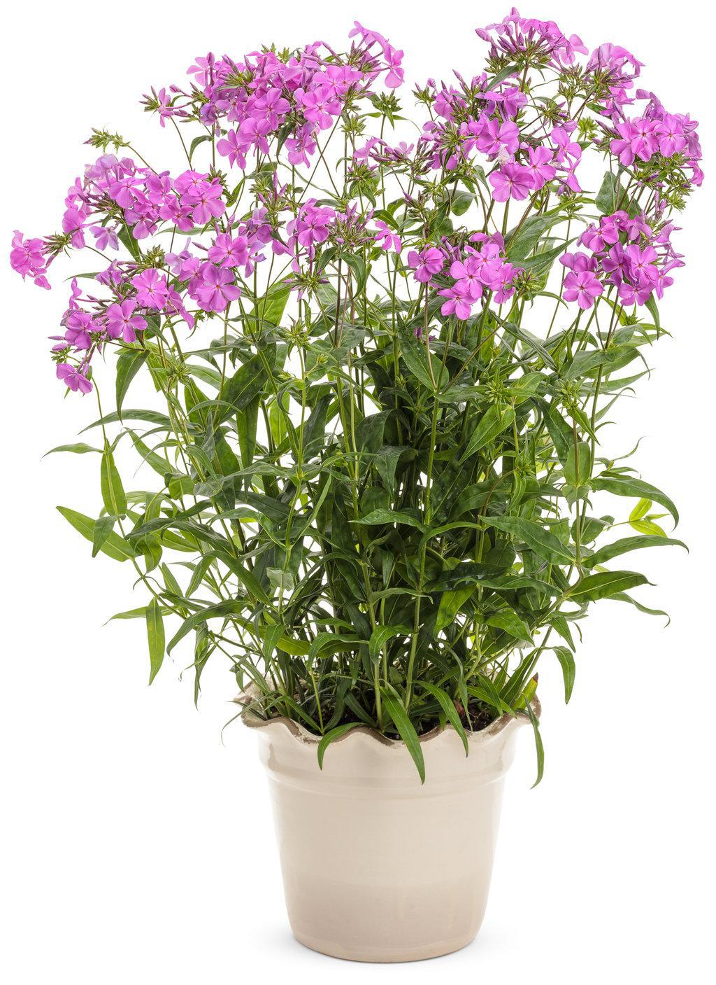 Pink phlox blooms in a nursery pot