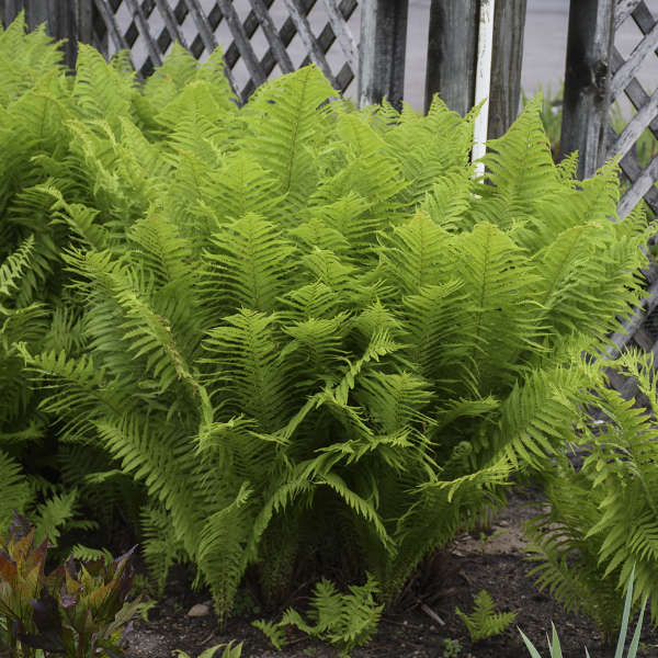 Ostrich fern in a pot with feathery green fronds
