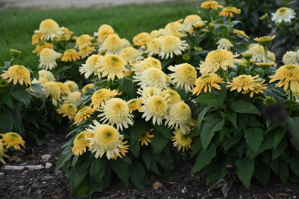 Echinacea 'Butter Pecan' in a pot with pale blooms