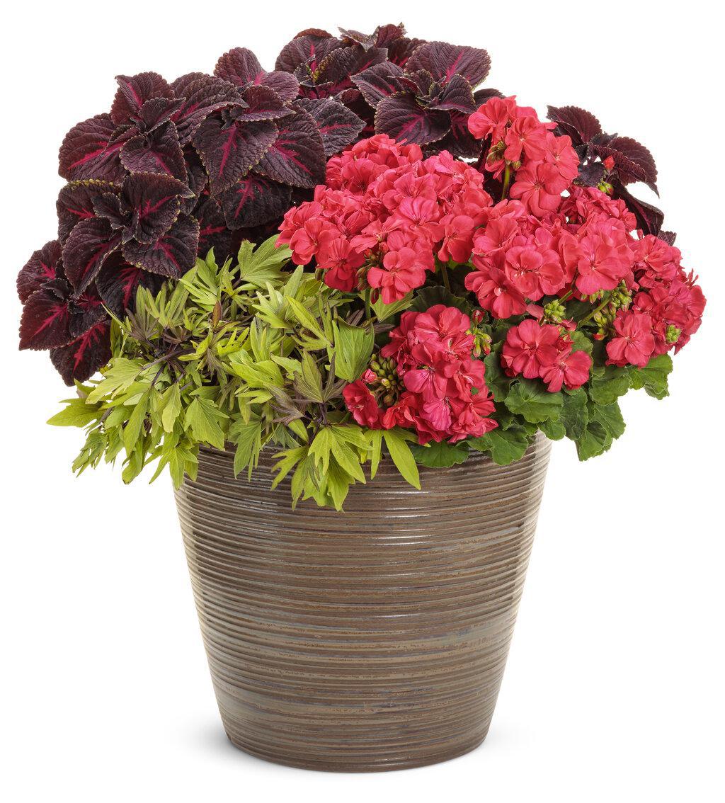 ColorBlaze Torchlight coleus with red and yellow leaves in a pot
