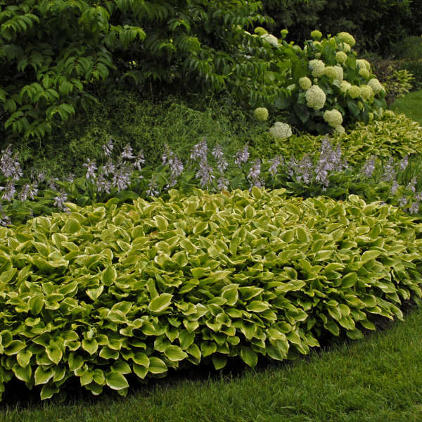 Golden Tiara hosta in a nursery pot, green leaves