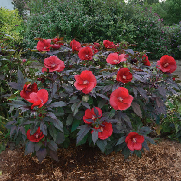 'Midnight Marvel' Hibiscus | Creekside Champions™