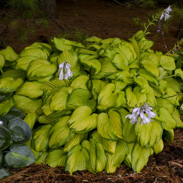 Stained Glass hosta with variegated leaves in a pot