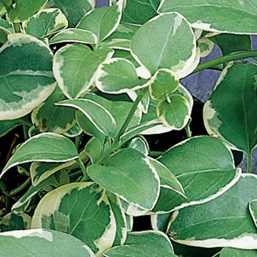 Variegata' Variegated Vinca Vine – Creekside Nursery, Inc