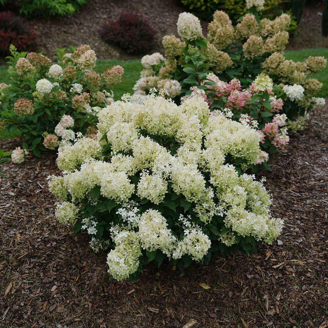 PUFFER FISH Hydrangea panicle in bloom with white flower clusters