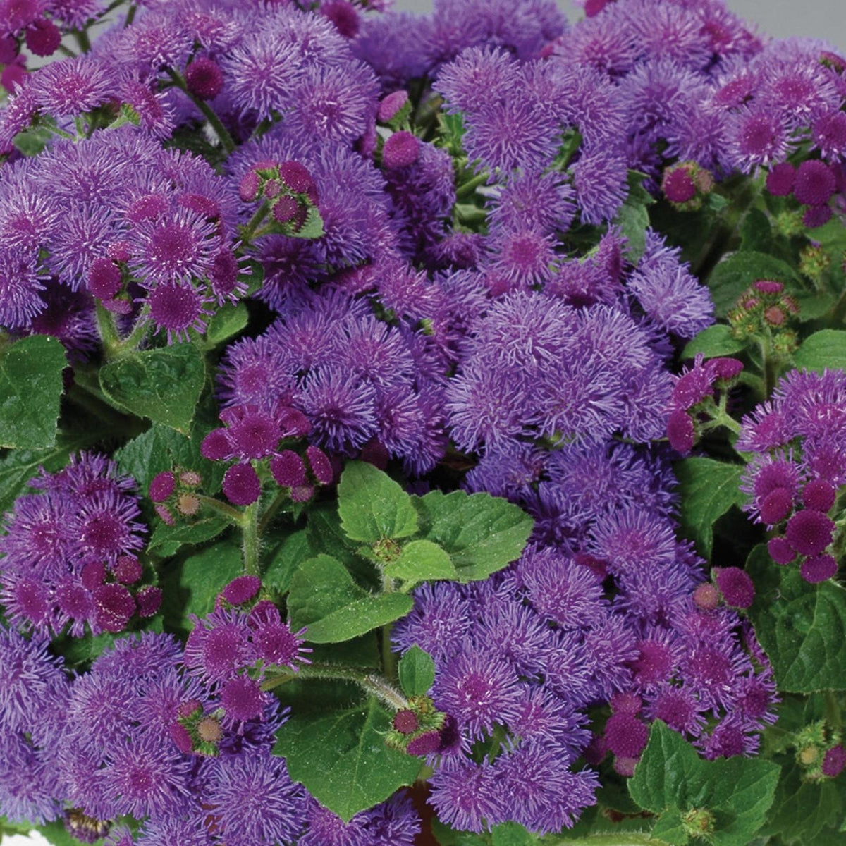 Blue ageratum flowers in a nursery pot