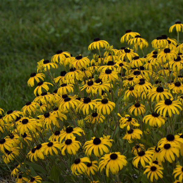 American Gold Rush Rudbeckia with yellow blooms in a pot