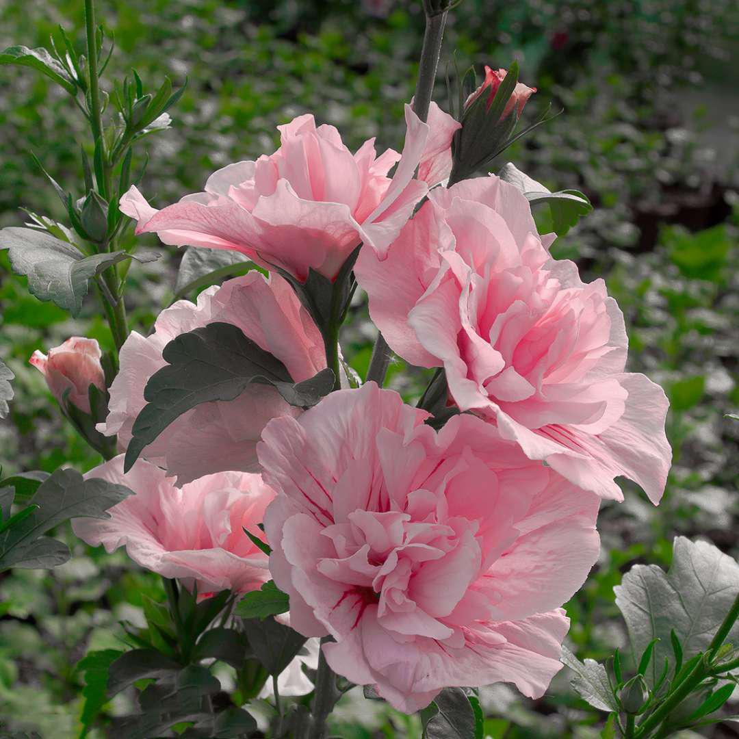 Pink CHIFFON® Rose of Sharon with pink blooms and green leaves