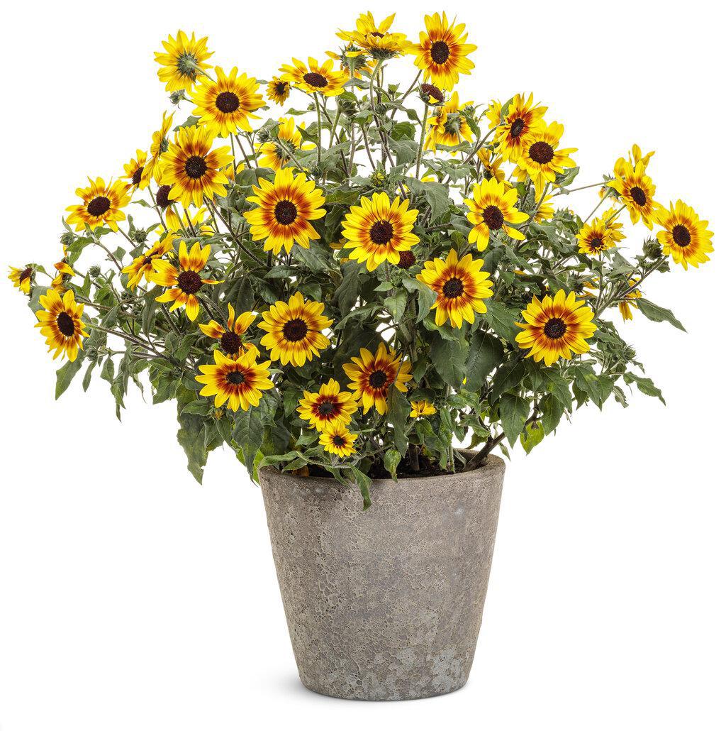 Suncredible Saturn sunflower in a pot with yellow blooms