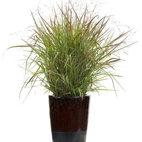 Prairie Winds Cheyenne Sky panicum in a pot