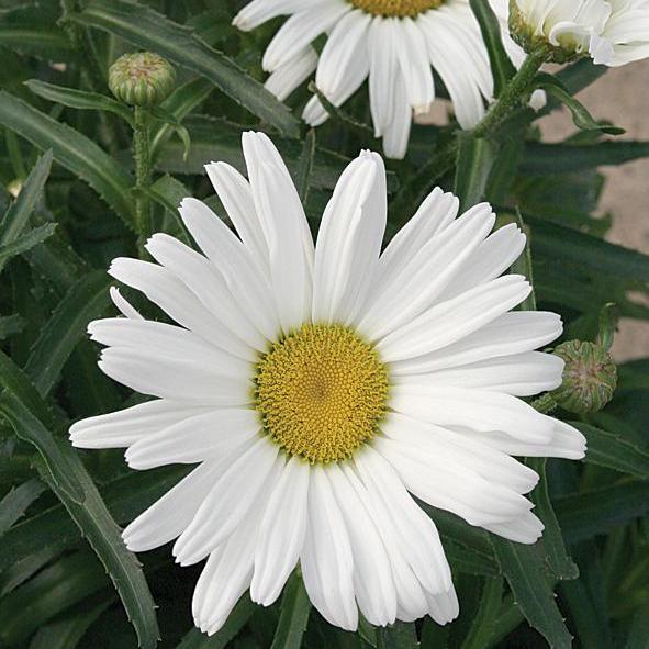 Shasta daisy with white blooms in a pot