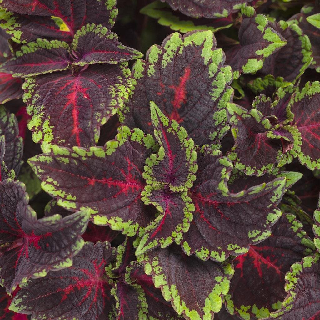 Torchlight coleus with red and yellow leaves in a pot