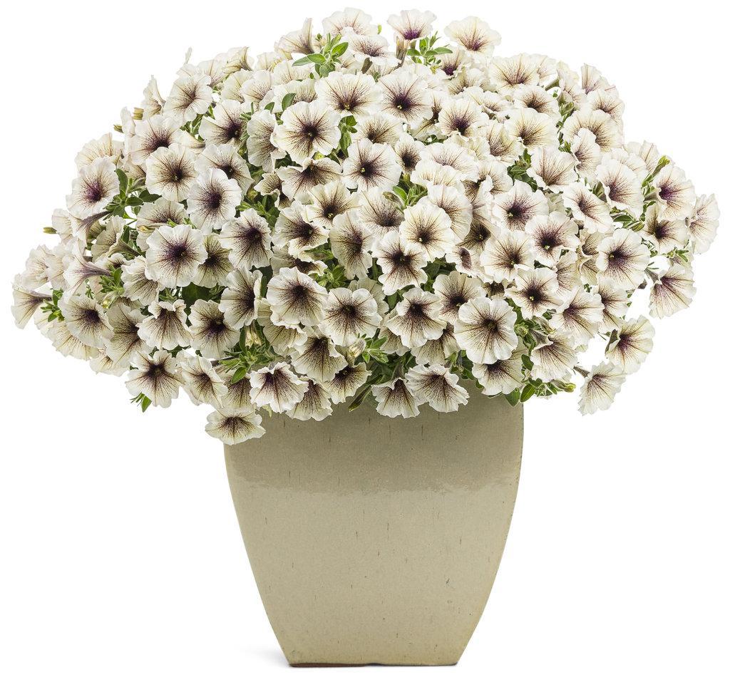 Supertunia Latte petunia in a nursery pot