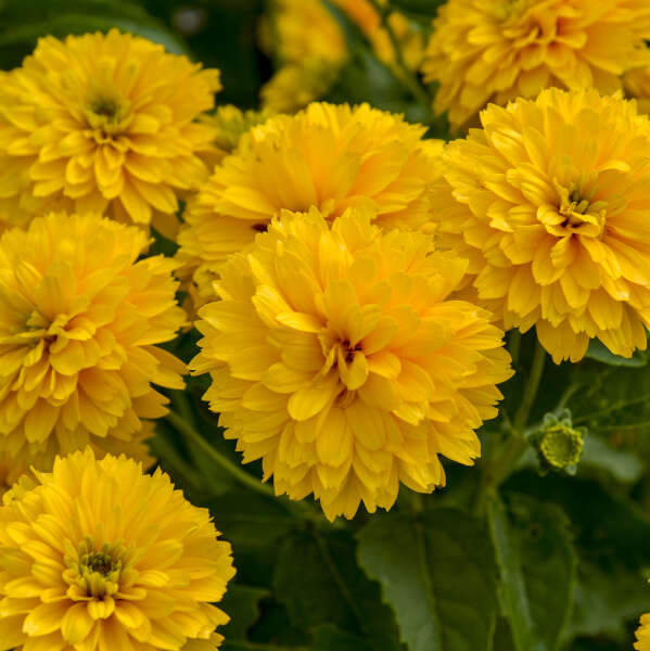 'Rays for Days' False Sunflower Heliopsis | Proven Winners